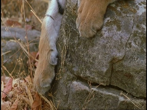 皇家孟加拉虎(Panthera tigris tigris)躺在岩石上，看着相机，班德哈瓦加国家公园，中央邦，印度视频素材