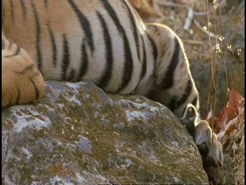 皇家孟加拉虎(Panthera tigris tigris)躺在岩石上，昏昏欲睡，班德哈瓦格国家公园，中央邦，印度视频素材