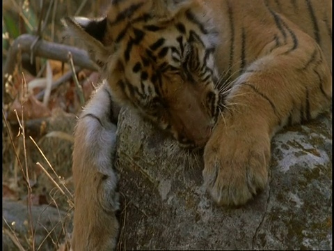 皇家孟加拉虎(Panthera tigris tigris)躺在岩石上，昏昏欲睡，班德哈瓦格国家公园，中央邦，印度视频素材