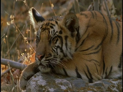 皇家孟加拉虎(Panthera tigris tigris)躺在岩石上，昏昏欲睡，班德哈瓦格国家公园，中央邦，印度视频素材