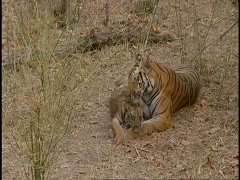 皇家孟加拉虎(Panthera tigris tigris)成年舔幼崽，高角度，班德哈瓦格国家公园，中央邦，印度视频素材