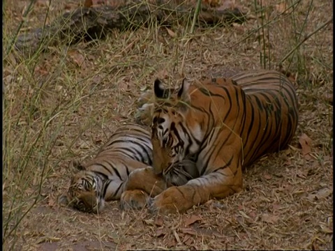 皇家孟加拉虎(Panthera tigris tigris)，成年舔幼崽，高角度，班德哈瓦格国家公园，中央邦，印度视频素材