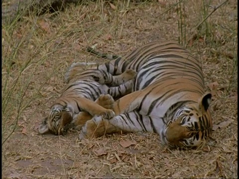 皇家孟加拉虎(Panthera tigris tigris)的成年和幼崽躺在森林的地面上，班德哈瓦格国家公园，中央邦，印度视频素材