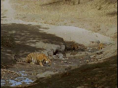 皇家孟加拉虎(Panthera tigris tigris)在池塘，宽，班德哈瓦格国家公园，中央邦，印度视频素材