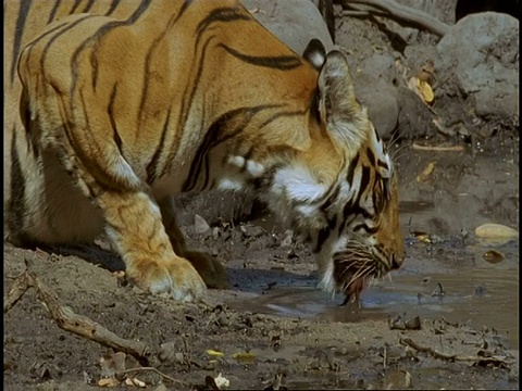 皇家孟加拉虎(Panthera tigris tigris)在池塘里饮水，班德哈瓦格国家公园，中央邦，印度视频素材