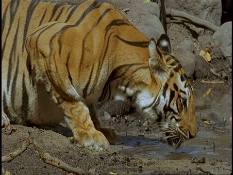 皇家孟加拉虎(Panthera tigris tigris)在池塘里饮水，班德哈瓦格国家公园，中央邦，印度视频素材