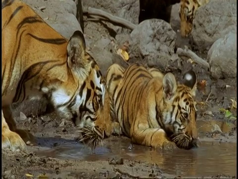 皇家孟加拉虎(Panthera tigris tigris)成年和幼崽在池塘里饮水，班德哈瓦加国家公园，中央邦，印度视频素材