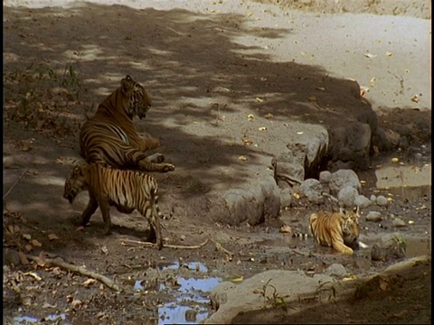 皇家孟加拉虎(Panthera tigris tigris)成年和两只幼崽，在班德哈瓦加国家公园，中央邦，印度视频素材