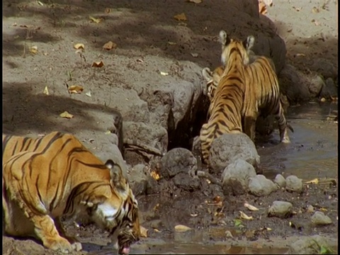 皇家孟加拉虎(Panthera tigris tigris)的成年和幼崽在游泳池和玩耍，班德哈瓦加国家公园，中央邦，印度视频素材