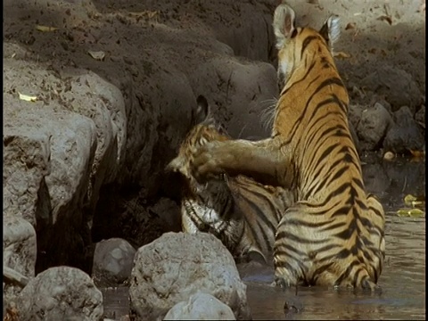 皇家孟加拉虎(Panthera tigris tigris)幼崽在泥泞的池塘里玩耍，班德哈瓦加国家公园，中央邦，印度视频素材