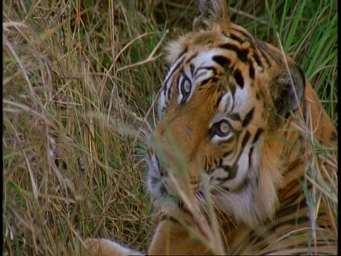 印度班德哈瓦国家公园，印度皇家孟加拉虎Panthera tigris藏在草丛中视频素材