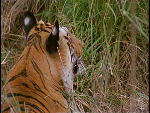 印度班德哈瓦国家公园，印度皇家孟加拉虎Panthera tigris躺在草地上视频素材