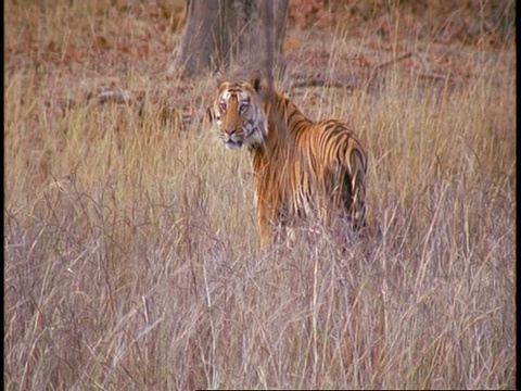 印度班德哈瓦格国家公园，印度皇家孟加拉虎Panthera tigris在草丛中离开镜头，回头看视频素材