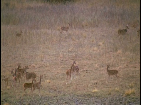 印度班德哈瓦加国家公园，皇家孟加拉虎(Panthera tigris tigris)在被谨慎的桑巴鹿(Rusa unicolor)包围的平原上行走视频素材