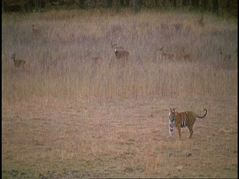 印度班德哈瓦加国家公园，皇家孟加拉虎(Panthera tigris tigris)站在平原上，被警惕的桑巴鹿(Rusa unicolor)包围视频素材