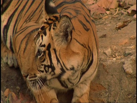 印度班德哈瓦格国家公园，皇家孟加拉虎(Panthera tigris tigris)从水坑里喝水，抬头，警惕视频素材