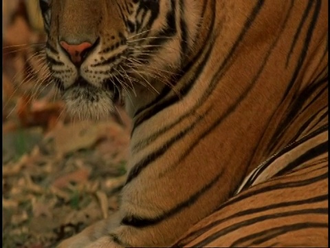 皇家孟加拉虎(Panthera tigris tigris)梳理，舔毛，班德哈瓦加国家公园，印度视频素材