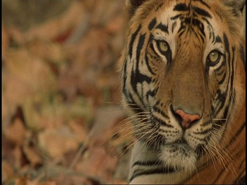 印度班德哈加国家公园，皇家孟加拉虎(Panthera tigris tigris)看着相机，舔嘴唇视频素材