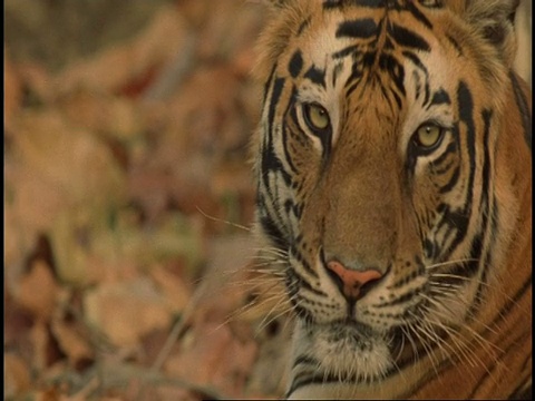 印度班德哈加国家公园，皇家孟加拉虎(Panthera tigris tigris)看着相机，舔嘴唇视频素材