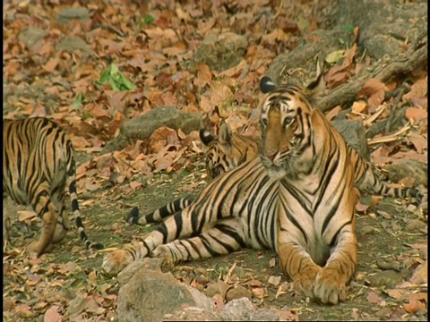 皇家孟加拉虎(Panthera tigris tigris)的妈妈舔幼崽，班德哈瓦加国家公园，印度视频素材