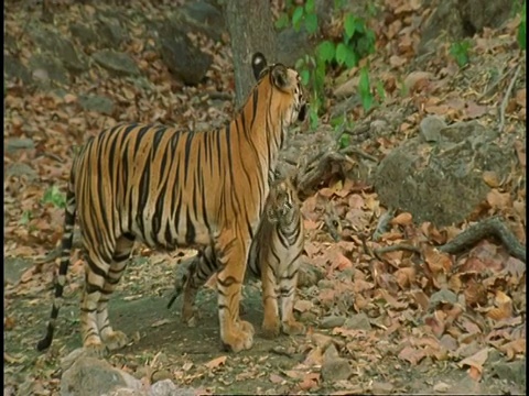 印度班德哈瓦加国家公园，皇家孟加拉虎(Panthera tigris tigris)幼崽与妈妈玩耍视频素材