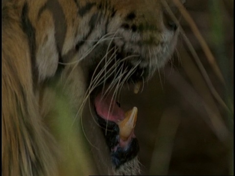 印度班德哈加国家公园，皇家孟加拉虎(Panthera tigris tigris)舔嘴唇，露出牙齿视频素材