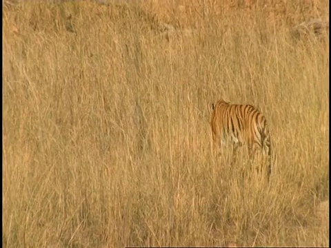 印度班德哈瓦国家公园，皇家孟加拉虎(Panthera tigris tigris)走过长草视频素材