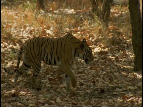 皇家孟加拉虎(Panthera tigris tigris)在森林交配，班德哈瓦格国家公园，印度视频素材