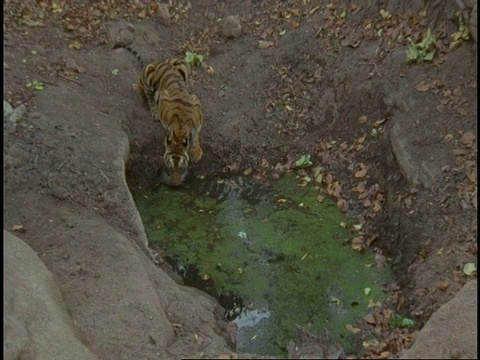 印度班德哈夫国家公园，皇家孟加拉虎(Panthera tigris tigris)从水藻覆盖的水坑中饮水视频素材