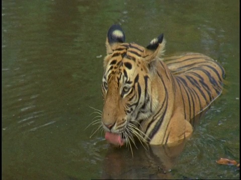 印度班德哈瓦格国家公园，皇家孟加拉虎(Panthera tigris tigris)站在深水中饮水视频素材