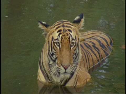 印度班德哈加国家公园，皇家孟加拉虎(Panthera tigris tigris)坐在水坑里喝水视频素材