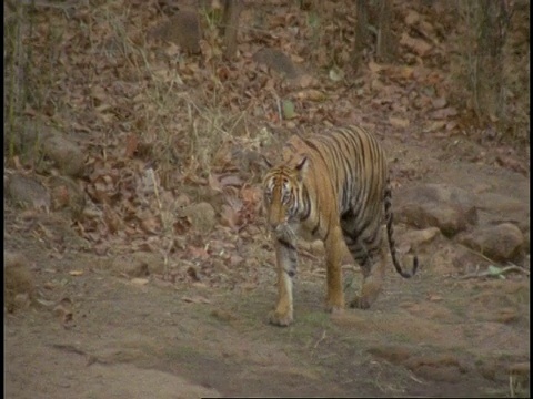 皇家孟加拉虎(Panthera tigris tigris)跳过小溪，班德哈瓦格国家公园，印度视频素材