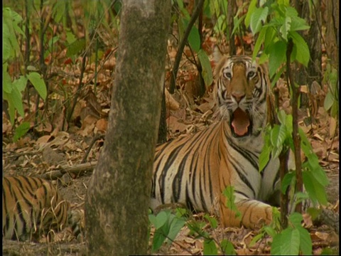 印度班德哈夫国家公园，成年孟加拉虎(Panthera tigris tigris)与幼虎互动视频素材