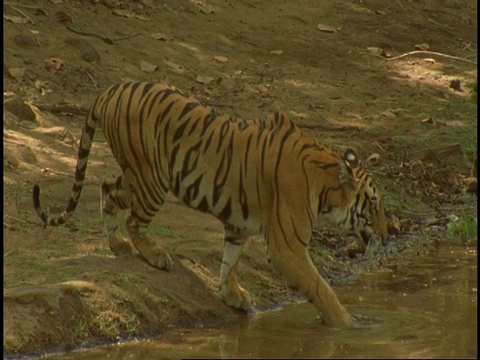 印度班德哈瓦格国家公园，皇家孟加拉虎(Panthera tigris tigris)在水里洗澡视频素材