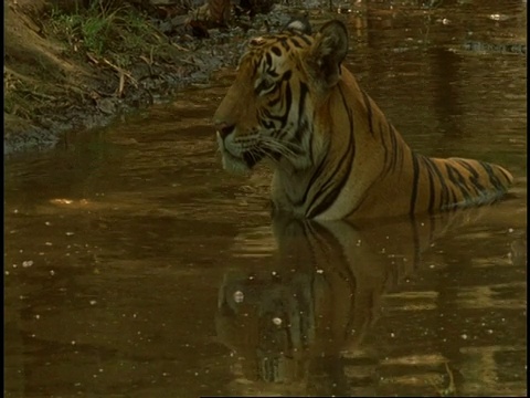 皇家孟加拉虎(Panthera tigris tigris)在水里洗澡，班德哈瓦加国家公园，印度视频素材