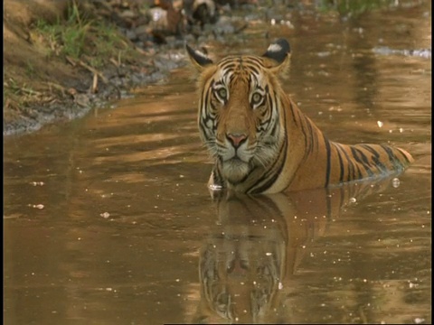 皇家孟加拉虎(Panthera tigris tigris)在水里洗澡，班德哈瓦加国家公园，印度视频素材