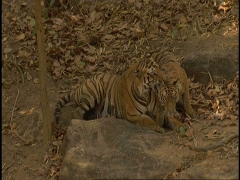 皇家孟加拉虎(Panthera tigris tigris)配对，班德哈瓦加国家公园，印度视频素材