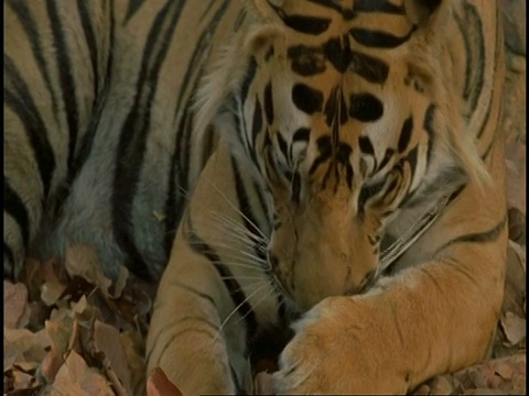 皇家孟加拉虎(Panthera tigris tigris)舔爪子，班德哈加国家公园，印度视频素材