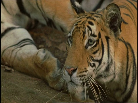 皇家孟加拉虎(Panthera tigris tigris)的头，近距离，班德哈瓦加国家公园，印度视频素材