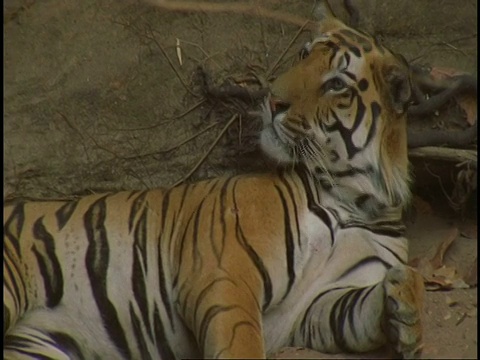 皇家孟加拉虎(Panthera tigris tigris)舔爪子，班德哈加国家公园，印度视频素材