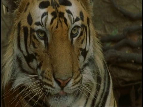 皇家孟加拉虎(Panthera tigris tigris)舔嘴唇，班德哈加国家公园，印度视频素材