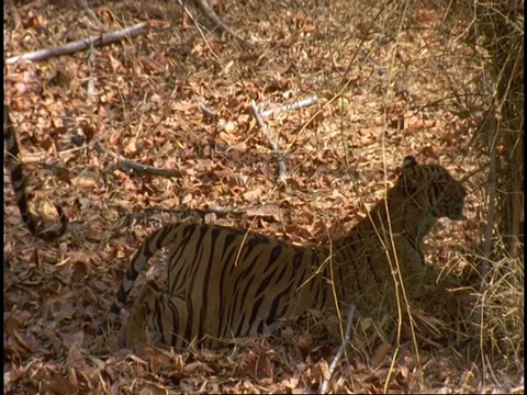 皇家孟加拉虎(Panthera tigris tigris)在阴凉处交配，班德哈瓦格国家公园，印度视频素材