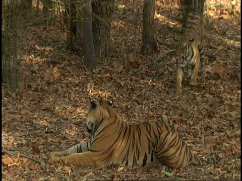 皇家孟加拉虎(Panthera tigris tigris)在阴凉处交配，班德哈瓦格国家公园，印度视频素材