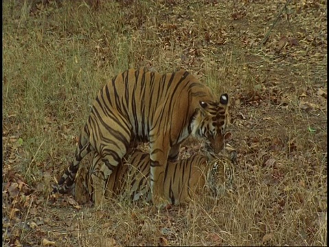 皇家孟加拉虎(Panthera tigris tigris)配对，班德哈瓦加国家公园，印度视频素材