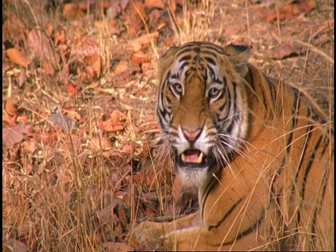 皇家孟加拉虎(Panthera tigris tigris)配对，慢镜头，班德哈瓦加国家公园，印度视频素材