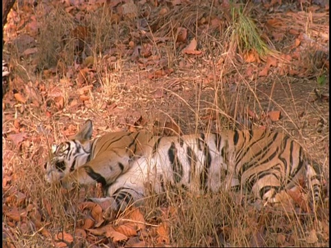 皇家孟加拉虎(Panthera tigris tigris)躺在地上，班德哈瓦国家公园，印度视频素材