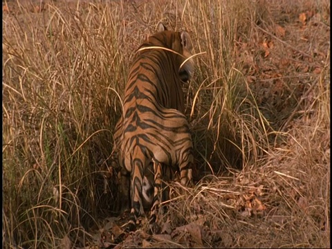 雄性孟加拉虎(Panthera tigris tigris)交配后离开雌性，慢镜头，班德哈瓦加国家公园，印度视频素材