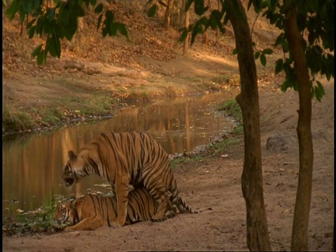 印度班德哈夫国家公园，皇家孟加拉虎(Panthera tigris tigris)在小溪旁交配视频素材