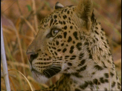 印度中央邦，班德哈瓦格国家公园，CU豹(Panthera pardus)坐在长草中环顾四周视频素材