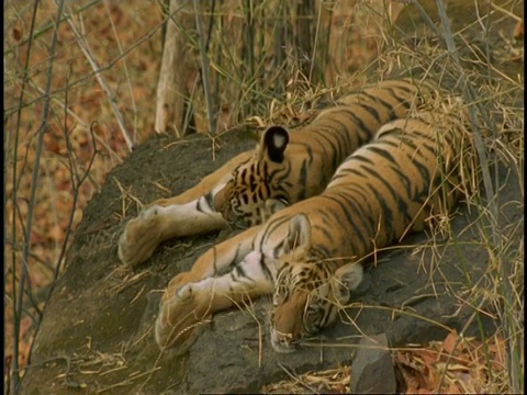 两只老虎(Panthera tigris)在印度中央邦班德哈瓦格国家公园森林的岩石上打盹视频素材